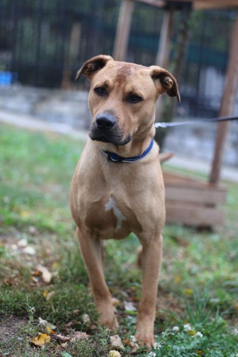 Piesek około 3 lata