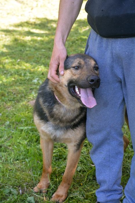 Przytulaśny Snoopy szuka domu