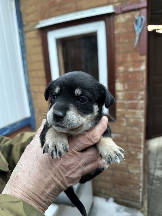 Віддамо цуценят у добрі ручки, які будуть піклуватись