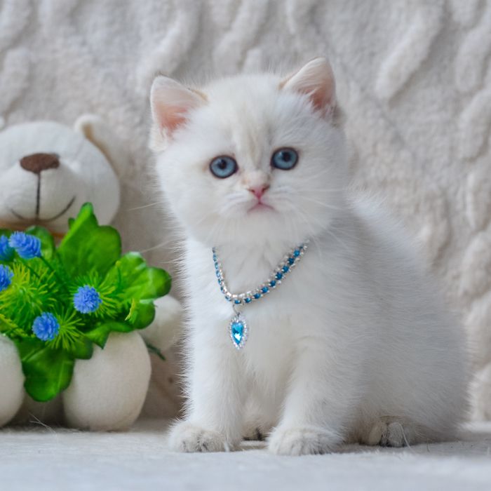 Київ. Нарядна британочка