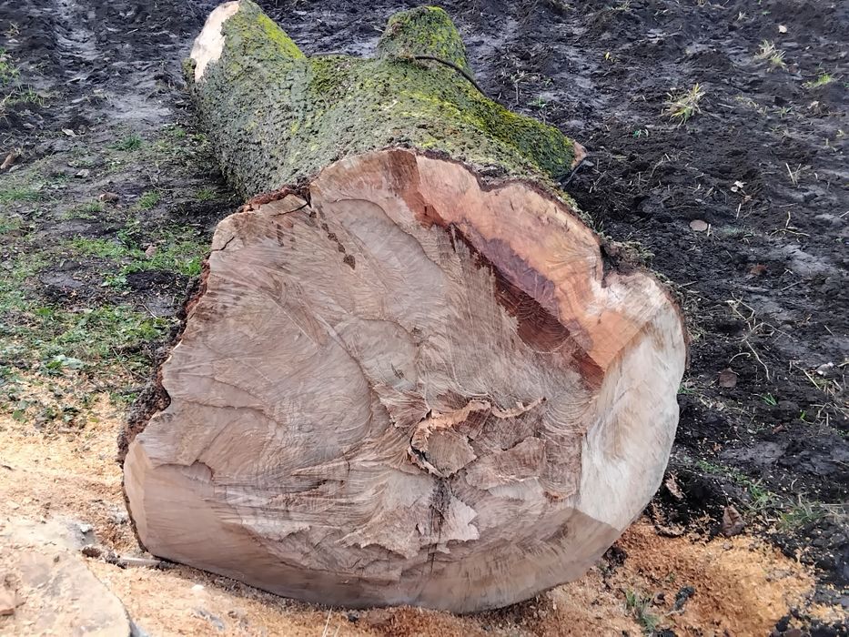 Продам стовбур ясена.