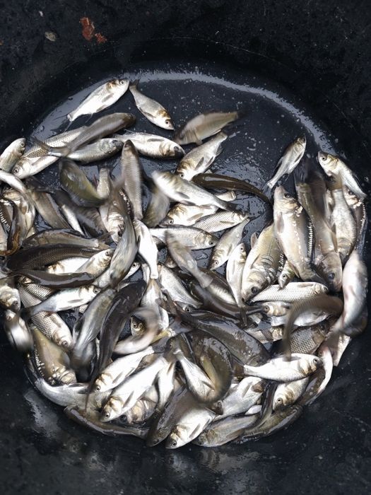 Зарибок, однорічна і двухрічка коропа амура і товстолоба