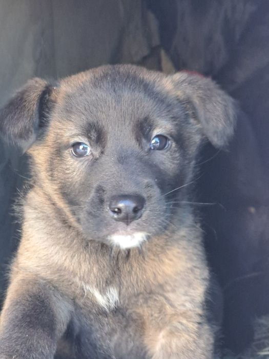 Цуценята в добрі руки.