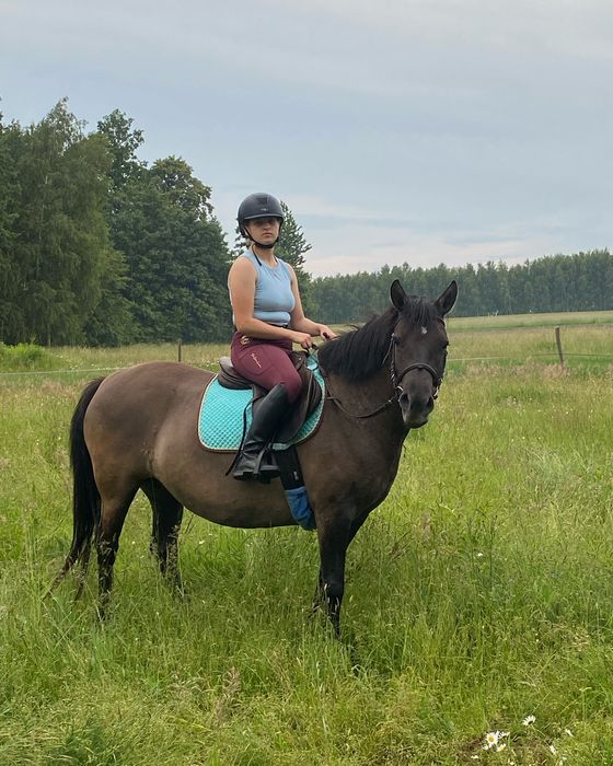 Klacz dla doswoadczonego przyszłościowa do 100cm