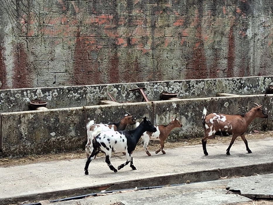 Cabras anãs - 3 fêmeas; 1 macho