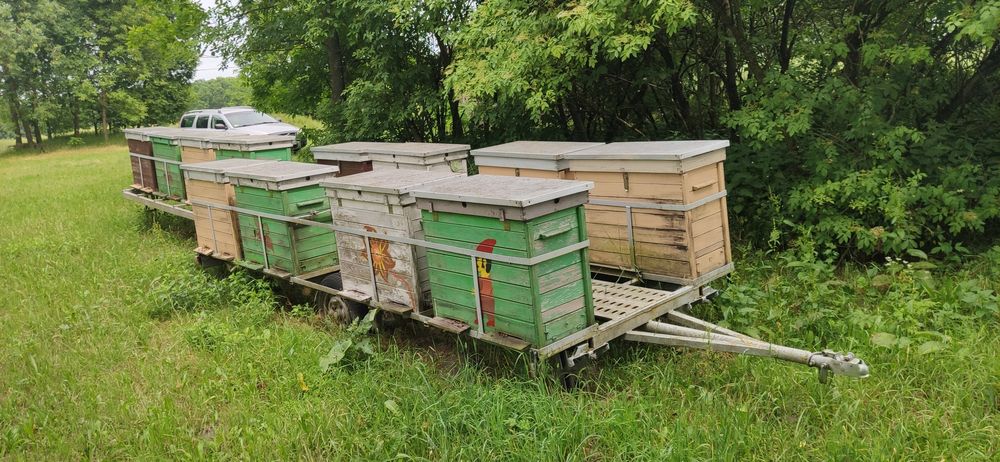 Pasieka, laweta, platforma pszczelarska obwoźna z pszczołami