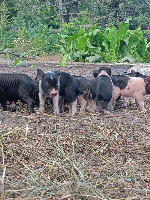 Продам поросят порода Мангал