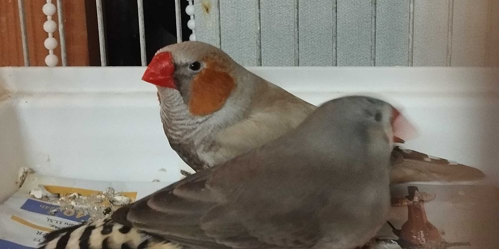 Zeberki pary - rudolice