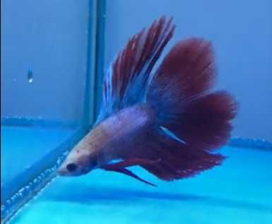 акваріумні рибки півники