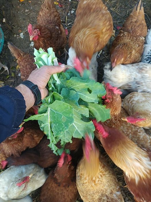 Frangos do campo,  Galos, Galinhas