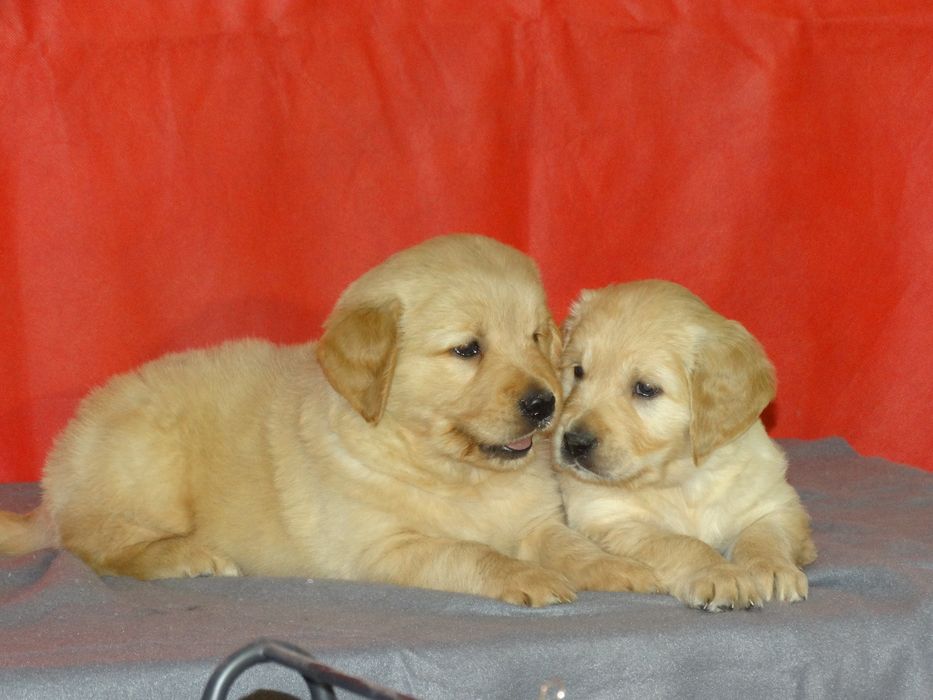 Golden retriever piesek z rodowodem