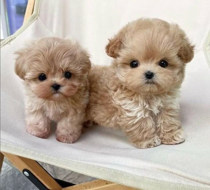 Мальтипу — ніжність у пухнастій формі