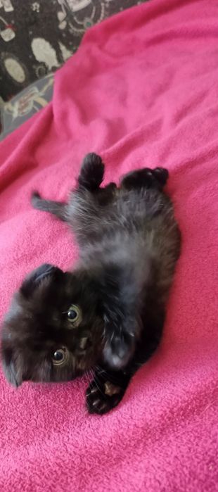 Шотландські кошенята