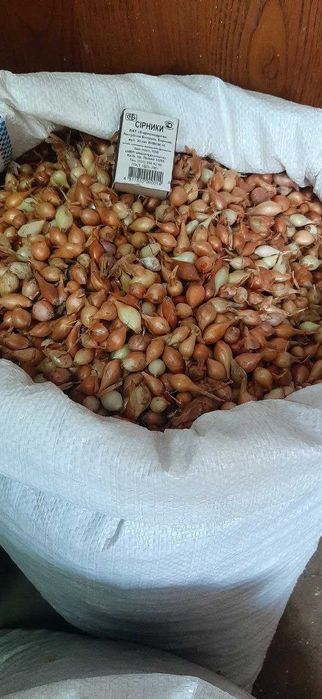 Цибуля саджанка, димка Чеботарська та Штутгартен Лук севок