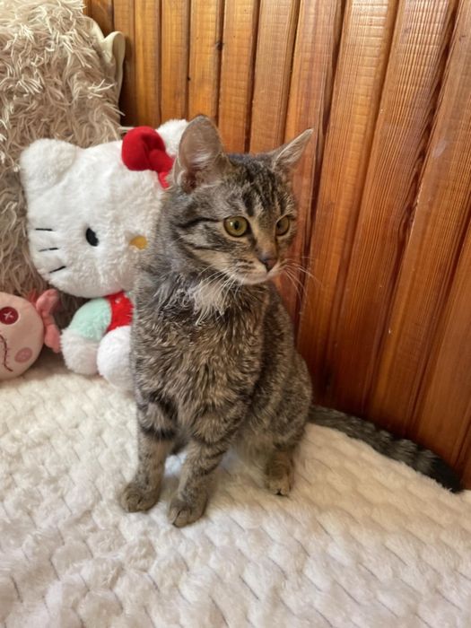 5 miesięczna koteczka szuka domu
