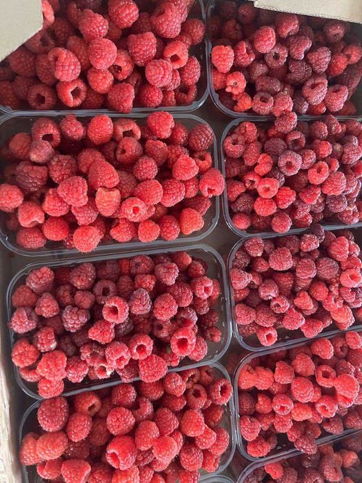 Продам свіжу малину