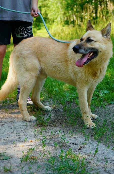 Cudo do adopcji