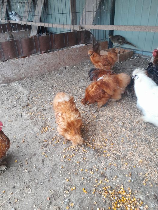 Silki koguty czerwone