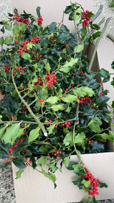 Hastes de Azevinho com Bagas – Ideais para Decorações de Natal