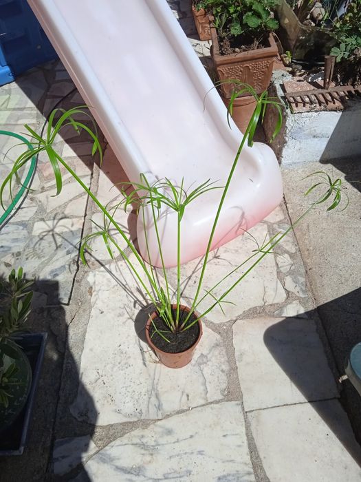 Papiros para Lago e jardim