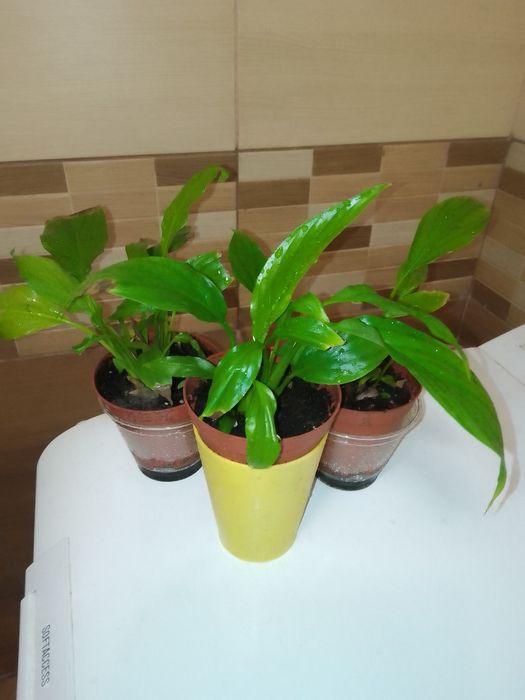 Спатифіліум Жіноче щастя, Хамедорея, Плющ