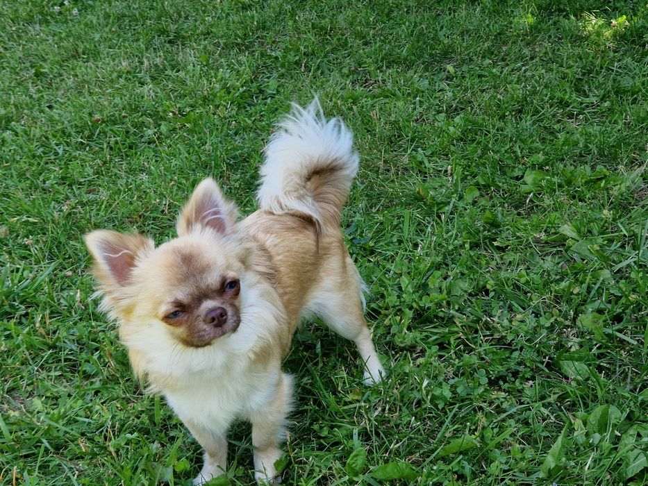 Piesek długowłosy Chihuahua