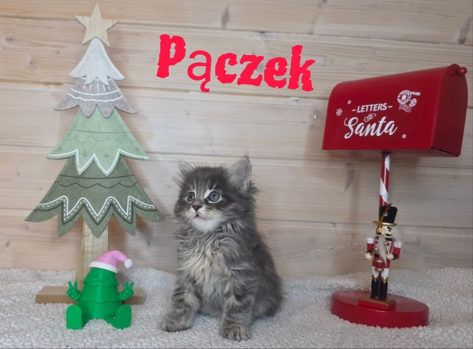 Kurylski bobtail hodowla 8łapek, kocięta z rodowodem FPL/FIFE