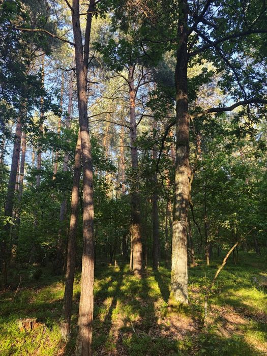 Sprzedam las sosnowo-dębowy 1,8793 ha 80-100 letni. Pom.Hrudem a Klono