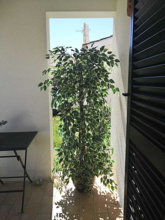 planta artificial 150 cm
