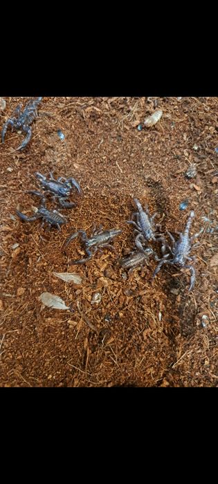 Skorpion Heterometrus silenus i3