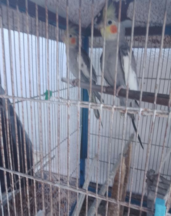 Caturras troco por outras aves