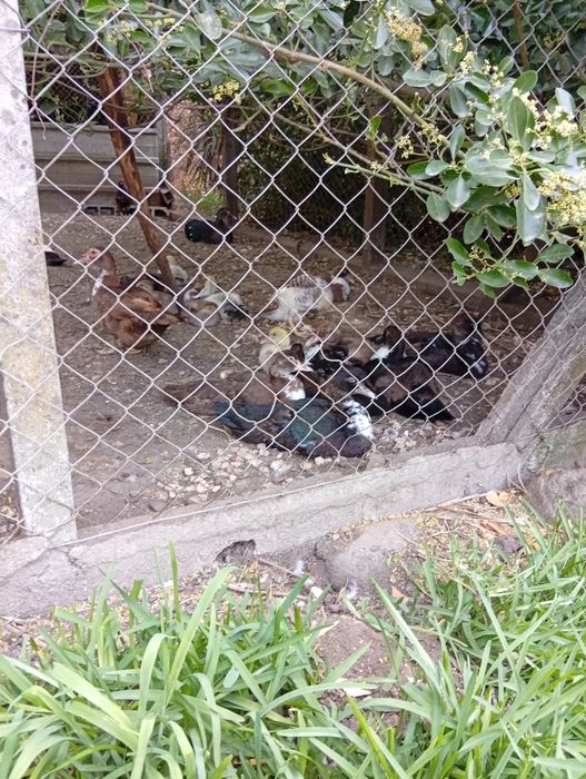 Patos mudos e coquichos de varias cores e idades