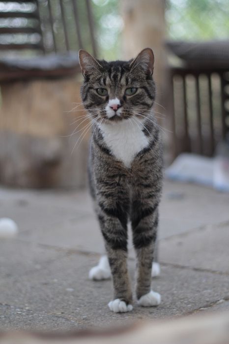 Spokojny, delikatny i młody Chips czeka na szansę na dom!