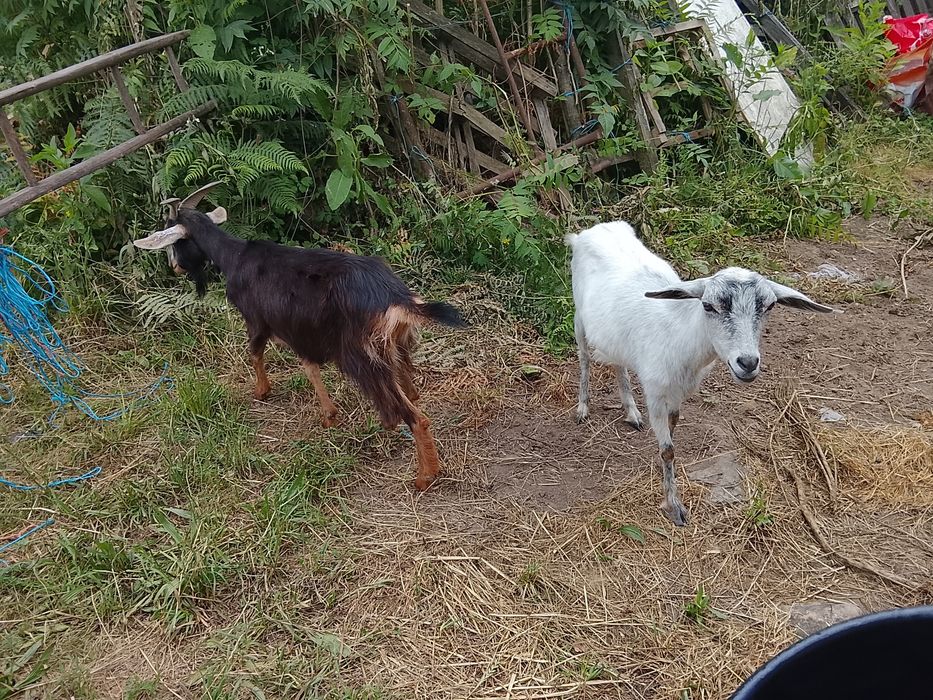Cabras mansinhas para venda