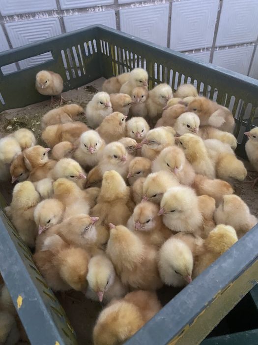 Курчата редбро фоксі чік мастер грей бройлер