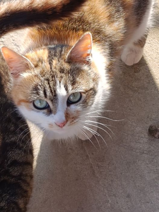 Кошенята різного віку