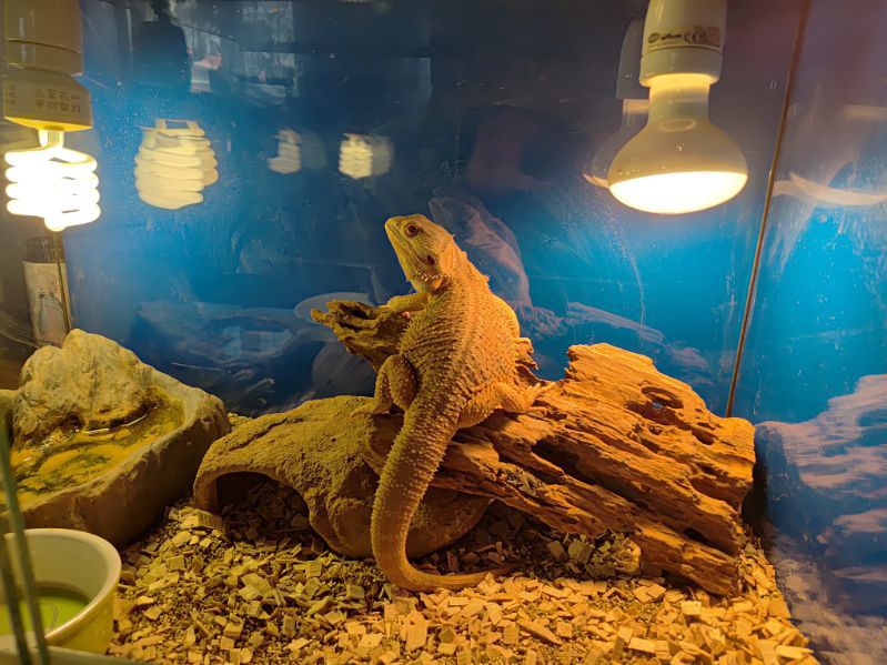 Agama brodata i terrarium