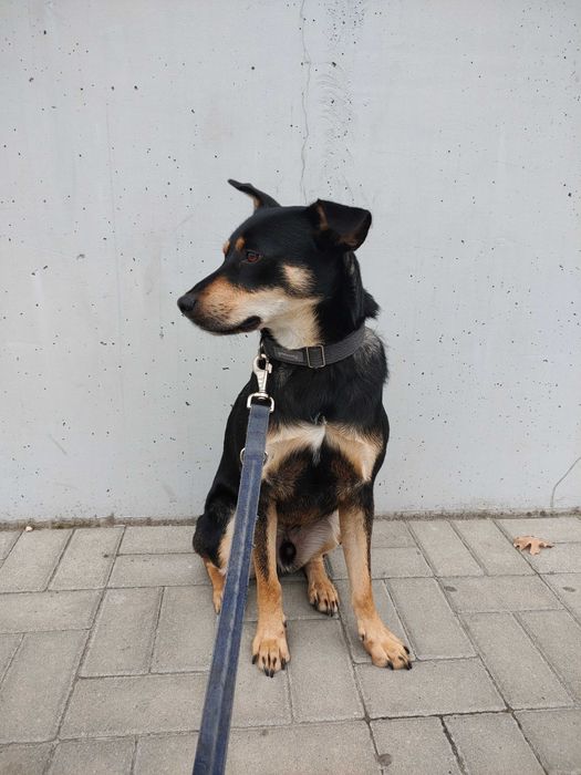 Petsitter, hotel dla psów, opieka nad psem, spacery