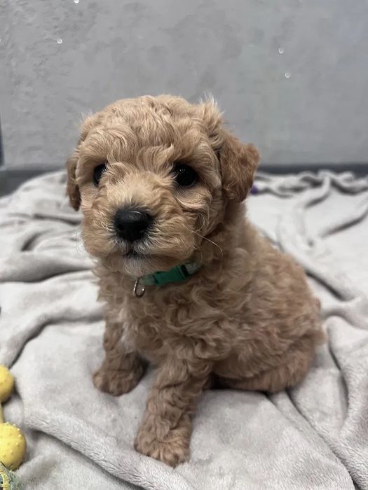 Мальтипу Дніпро! Чистокровний від титулованих батьків