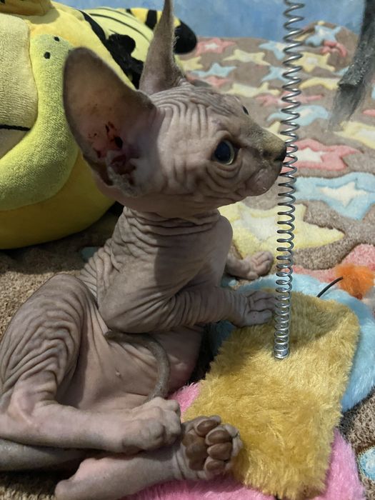 Кошенята сфінкс/котята сфинкс