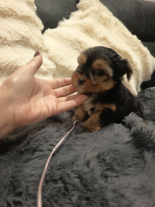 Yorkshire Terrier anão ,vacinado e desparasitados