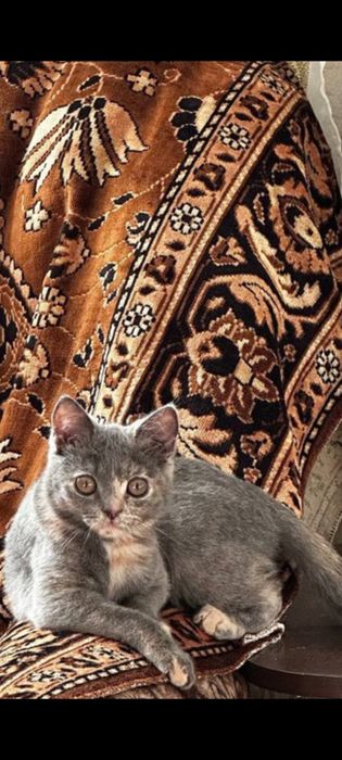 Отдам котенка  в добрую семью