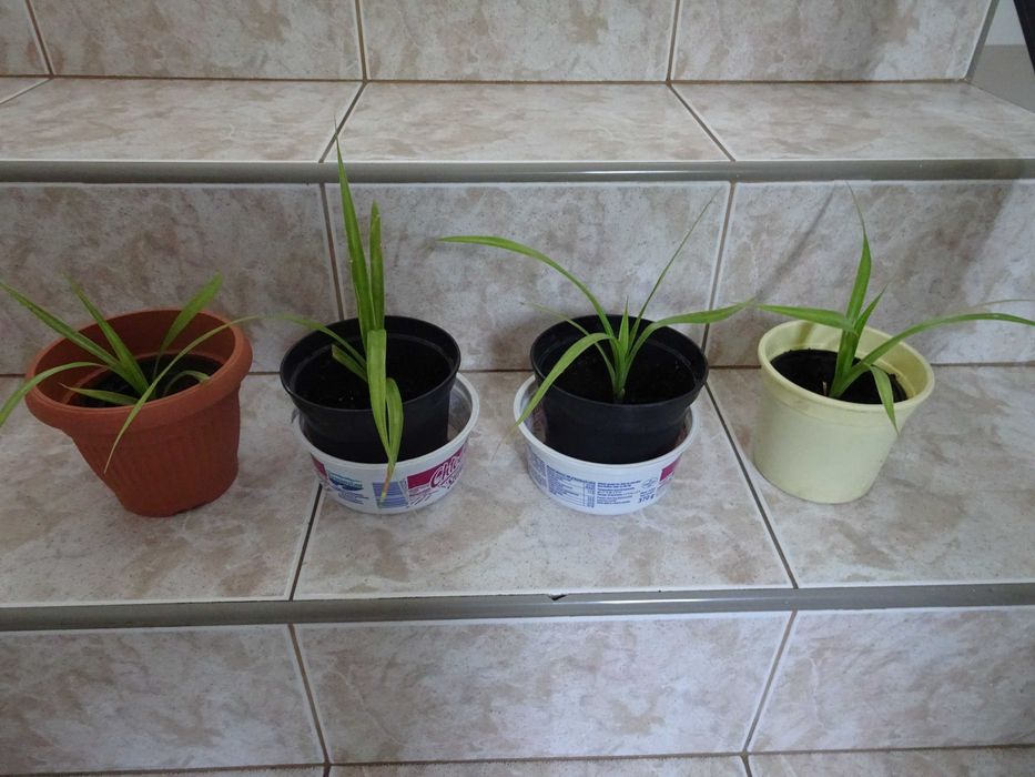 pandan / pochutnik