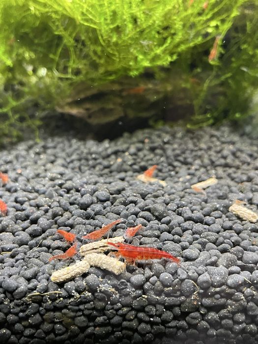 Krewetki red cherry