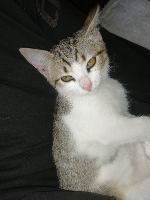 Отдам  в хорошие руки милашку, котёнка