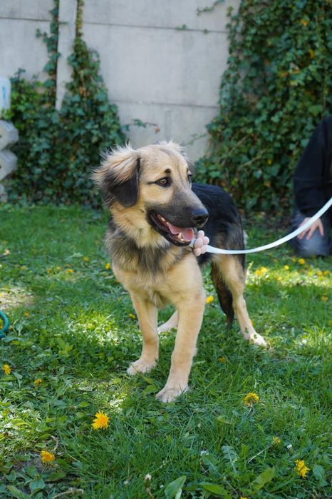 Szczeniak do adopcji, Harry