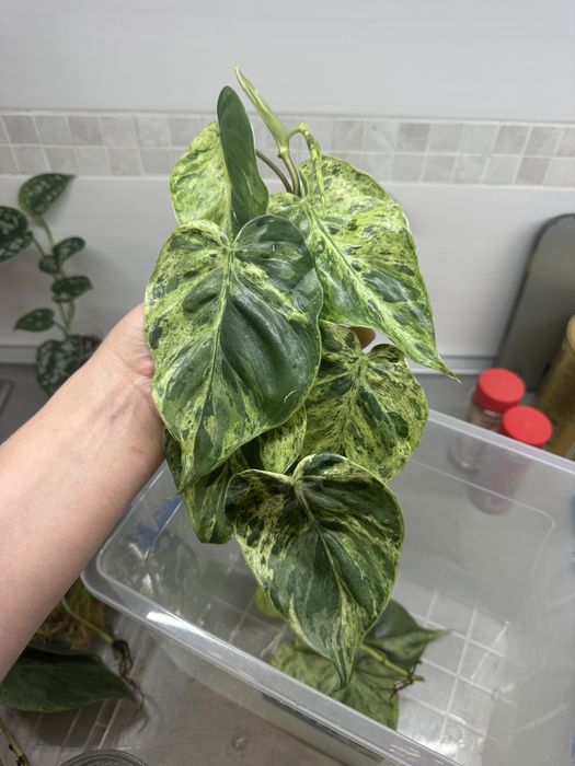 Philodendron Pink princess marble