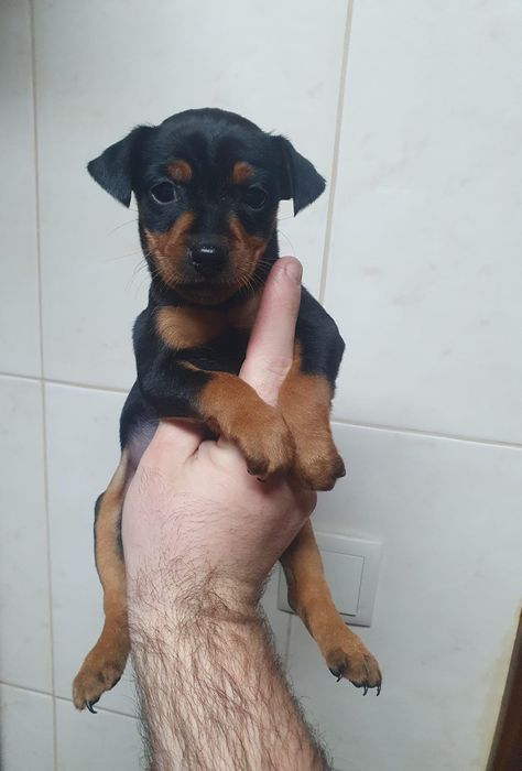 Pinscher miniatura femea