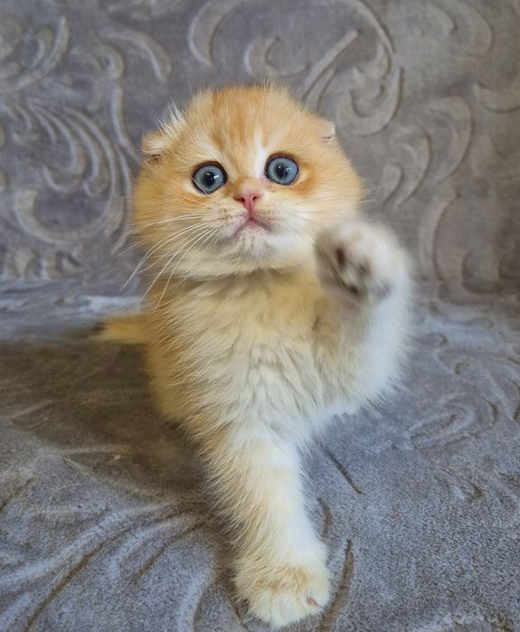 золота шиншила котики