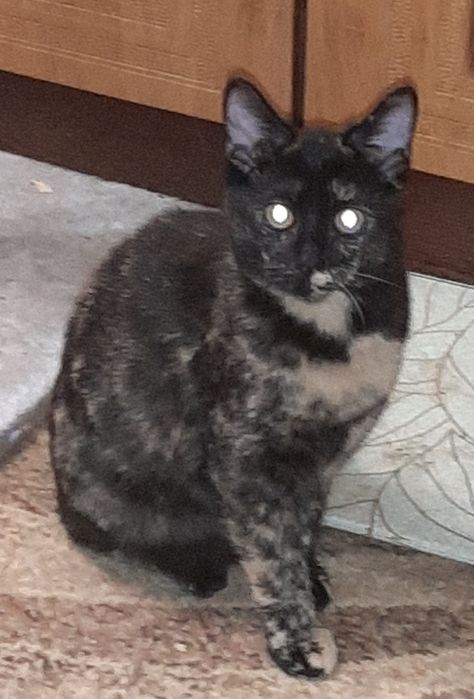 Курильский бобтейл 11 мес,редкий черепаховий окрас,дівчинка 8 міс.